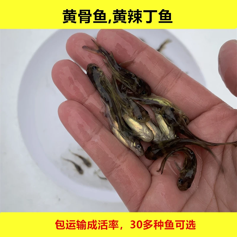 淡水黄骨鱼黄辣丁黄颡鱼昂刺鱼黄鸭叫黄桑鱼活体观赏好养水族宠物