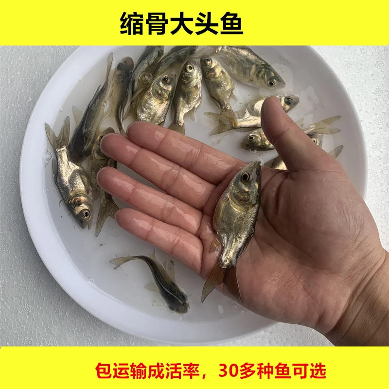 淡水缩骨大头鱼缩骨花鲢鱼缩骨鱼观赏养殖好养活宠物水族小尺寸