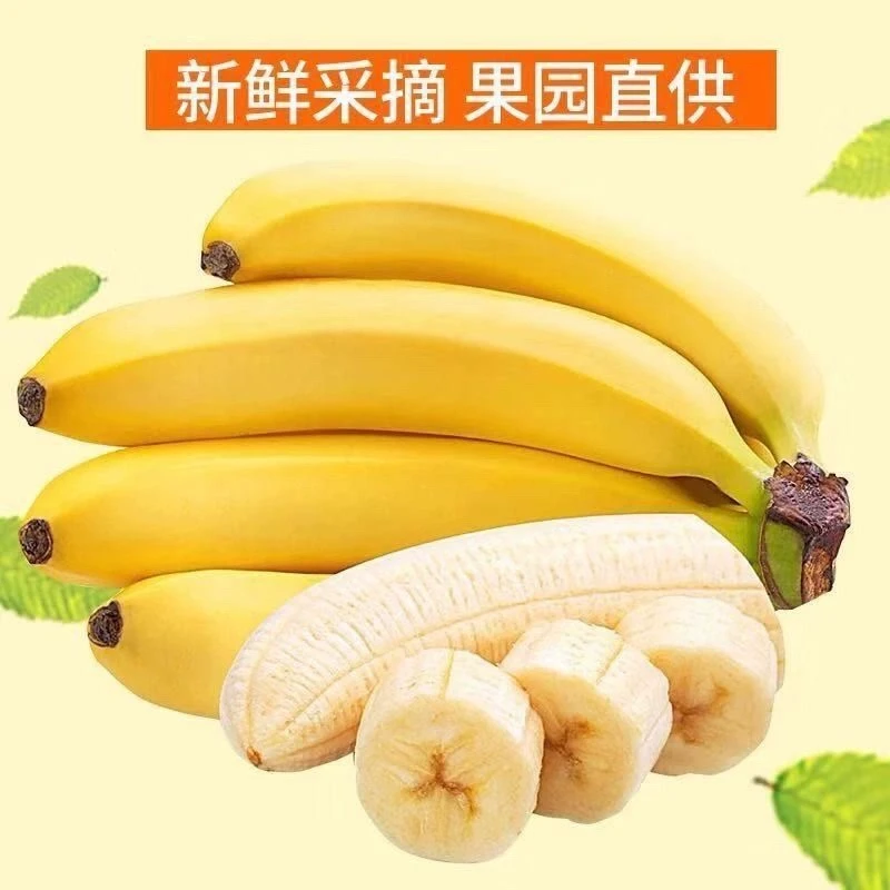 香蕉2/5/9斤香甜软糯发货采摘水果自然成熟新鲜高山饱满