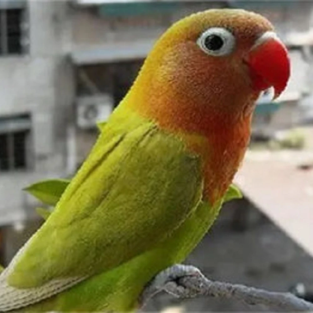 活体牡丹鹦鹉手养半毛 牡丹鹦鹉幼鸟