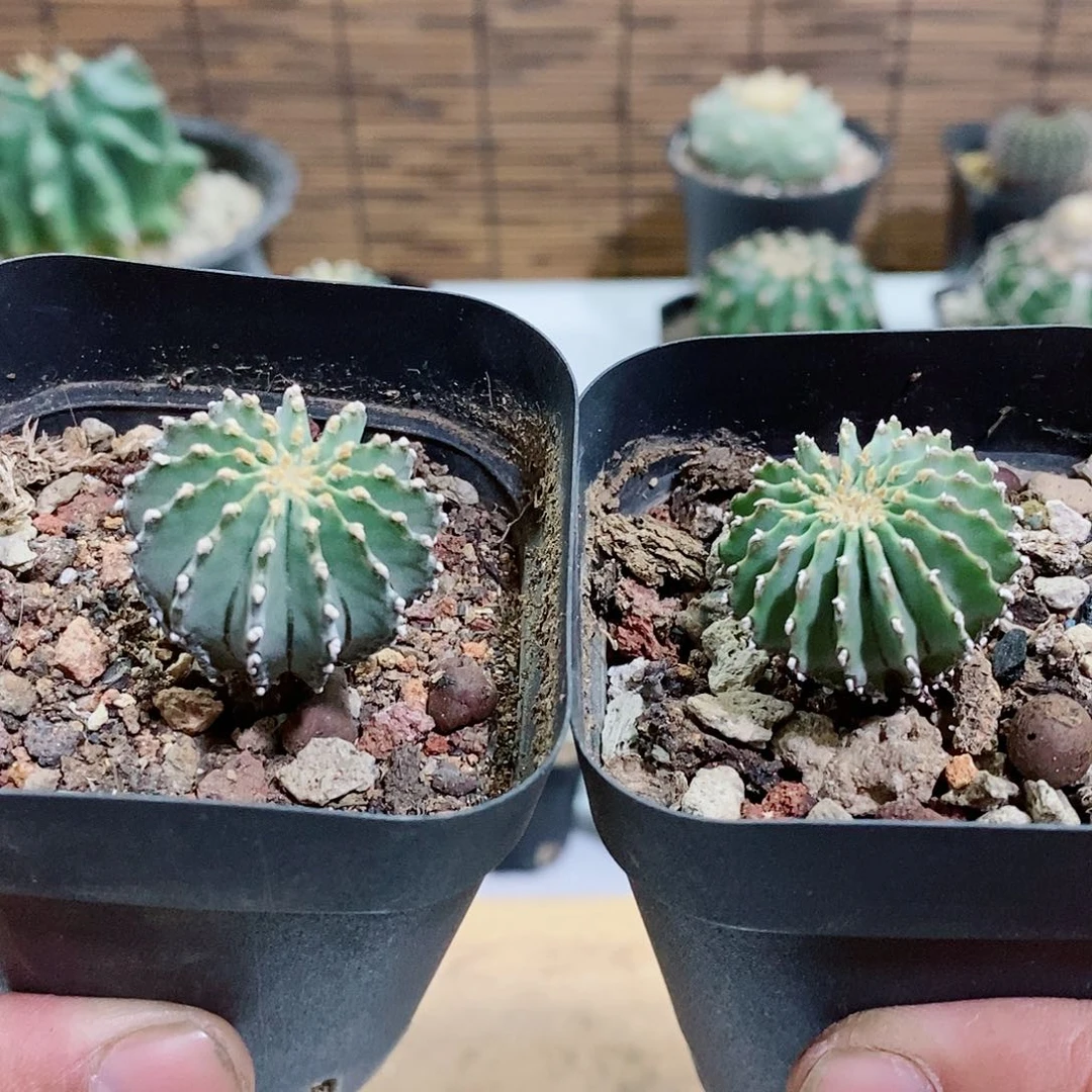 牛*薄叶华笼2颗实生根仙人球