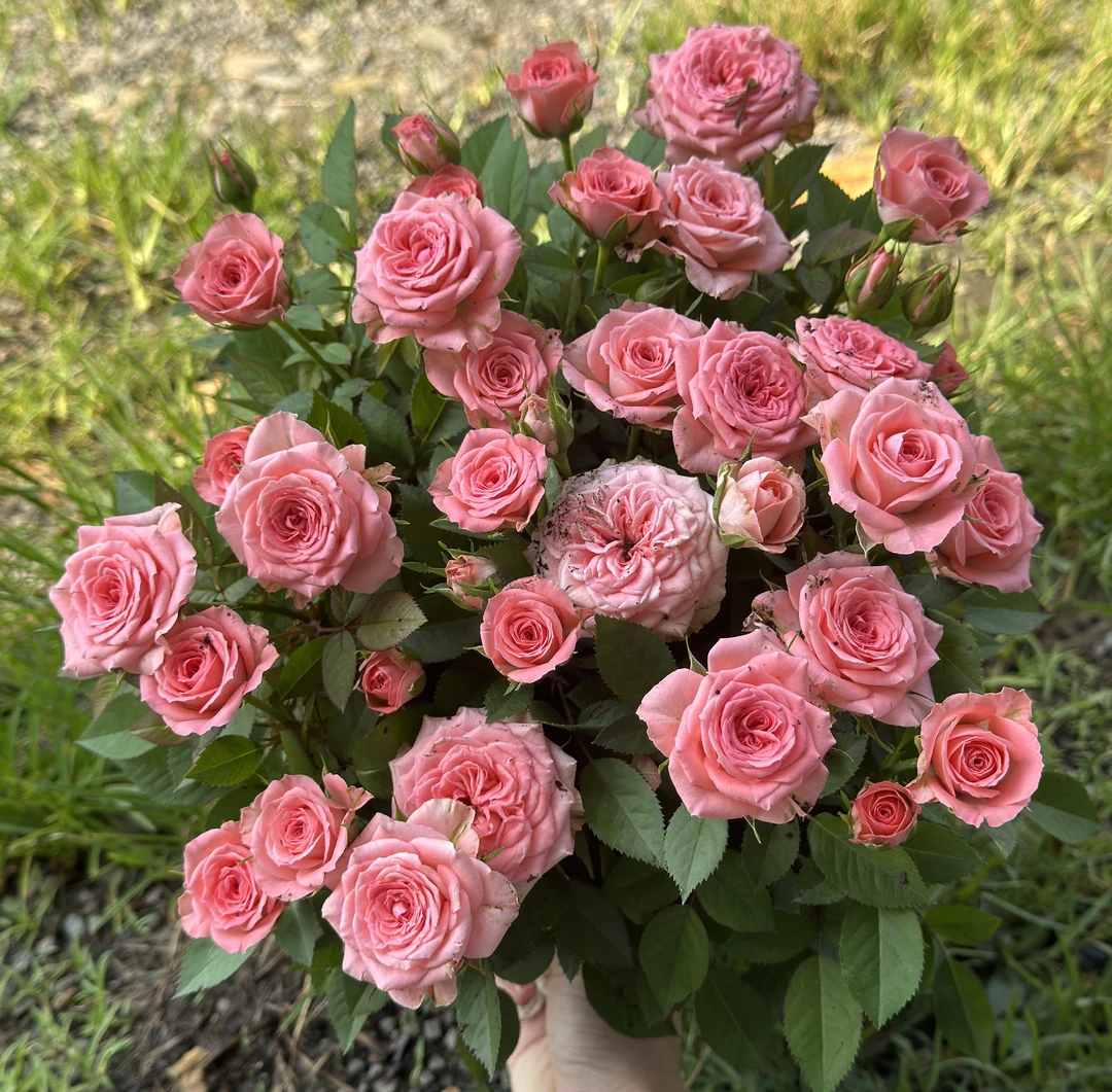 [仙度瑞拉】粉色月季好养阳台庭院种植花期原盆原土花苞四季开花