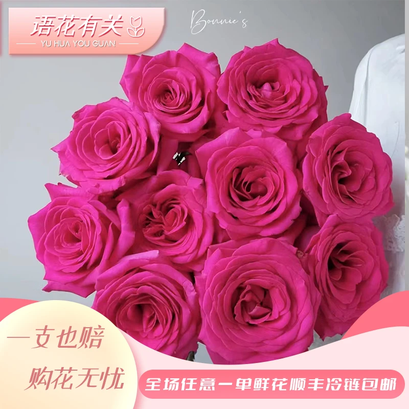 【叁叁的花园】弗洛伊德玫瑰 云南基地现采现发 一单顺丰包邮