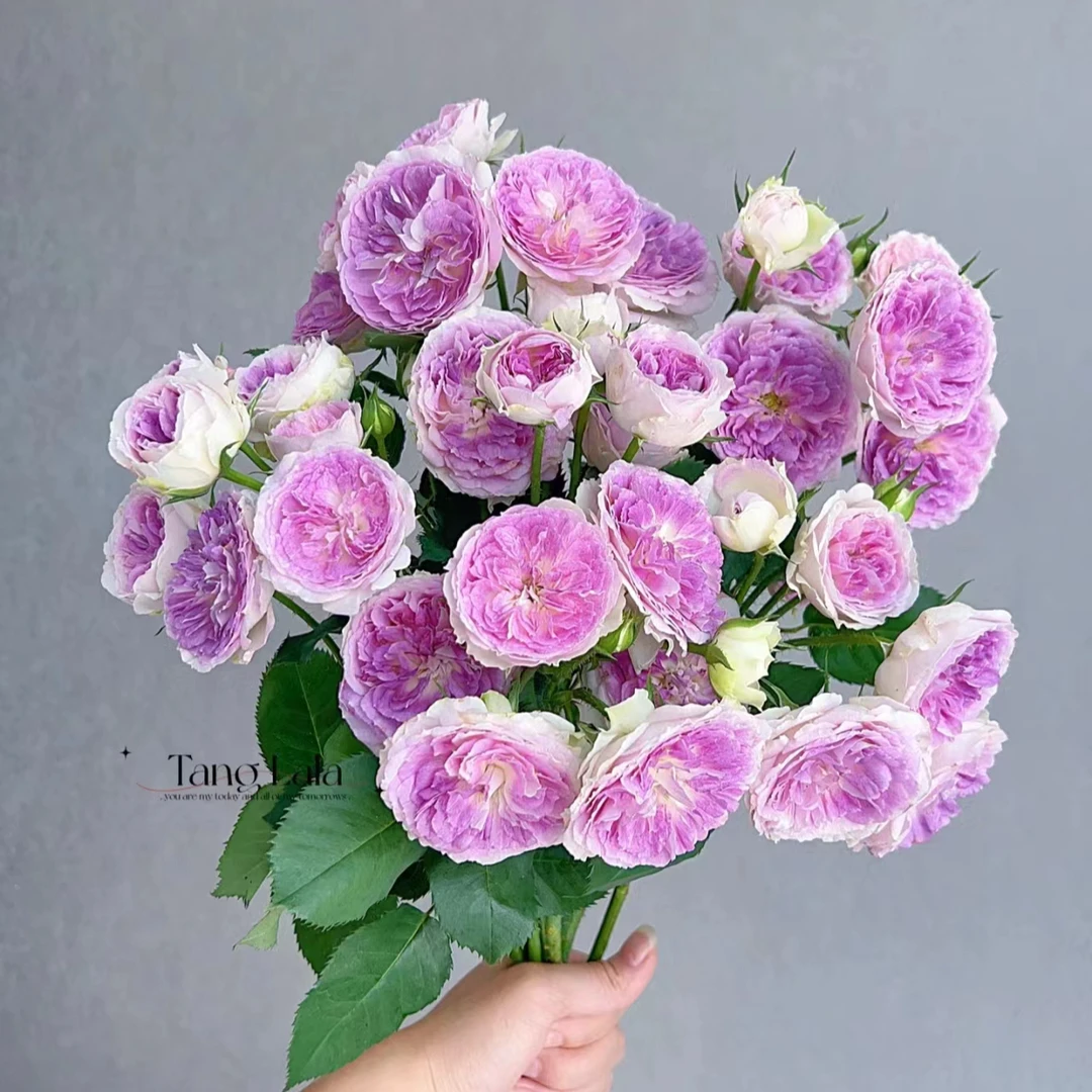 【蓝月石多头玫瑰】叁叁的花园  高端花材 云南基地现采现发