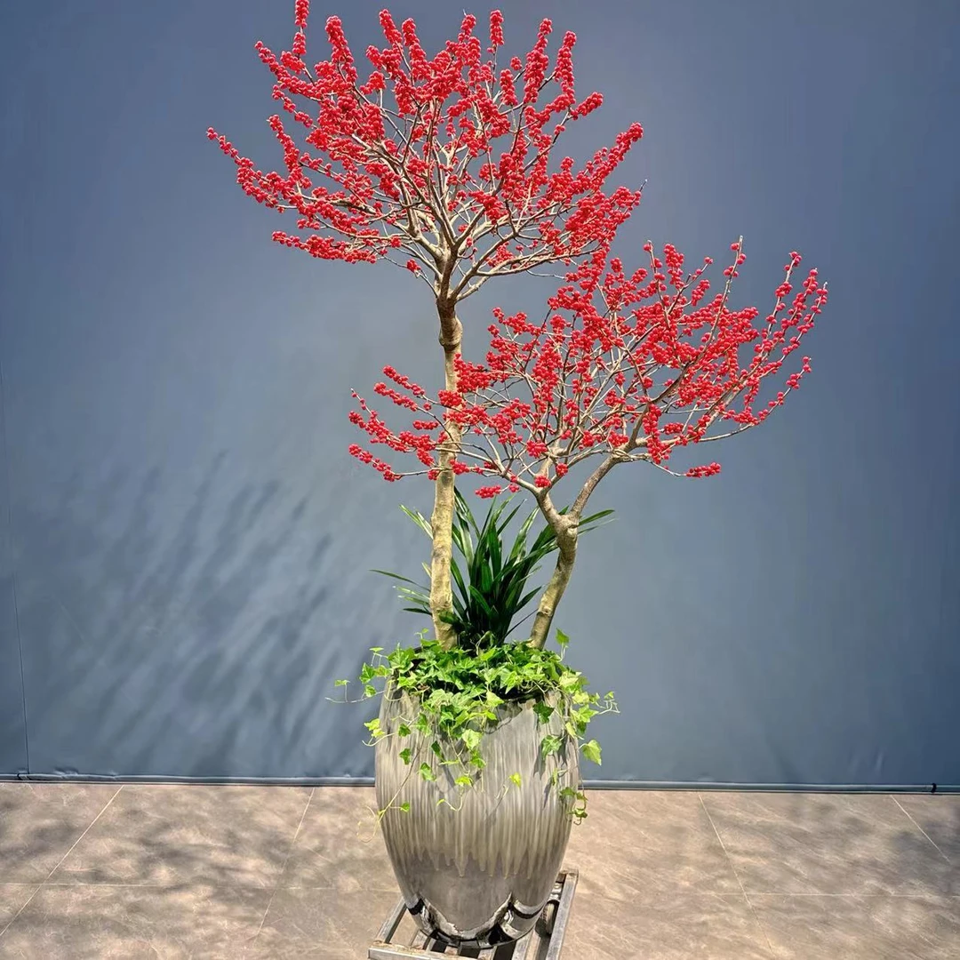 北美冬青老桩耐寒红果年宵花室内室外好养高档庭院景观盆栽