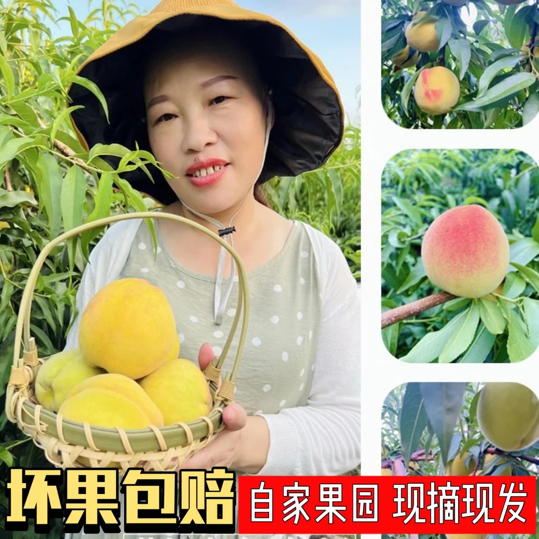 安福寺锦绣黄桃黄肉红芯自然成熟现摘现发5/9斤果园直发