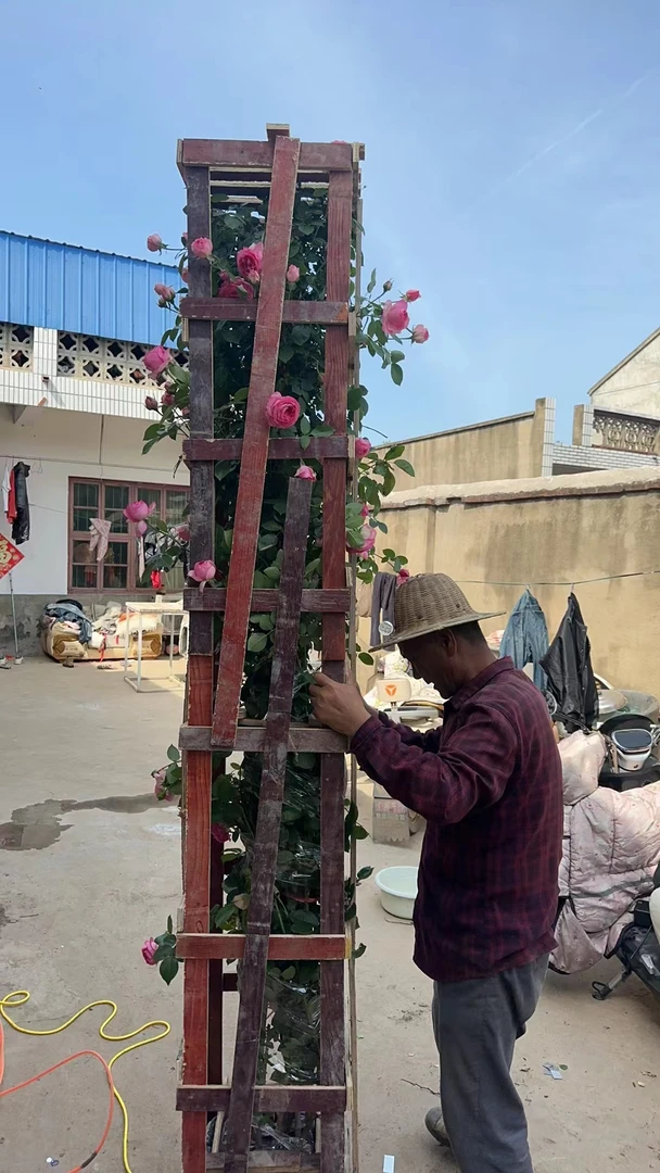 母本藤本欧月拱门花墙多年生苗