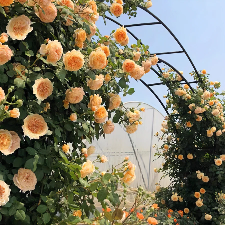 【玛格丽特王妃】爬藤月季四季开花特大花庭院花墙拱门攀爬花卉易养