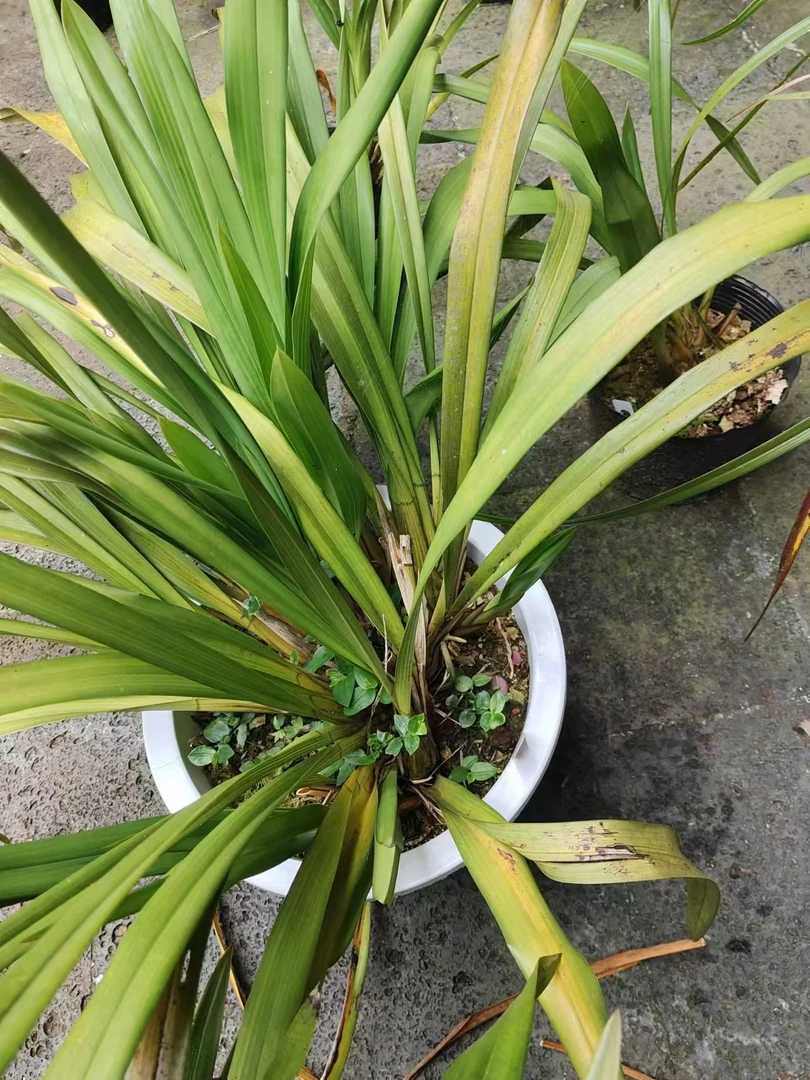 香花虎头，浓香型的