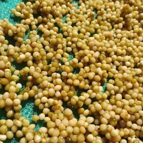 正宗黄精种子姜型多花黄精不倒苗老虎姜节节高耐寒鸡头黄精出芽高