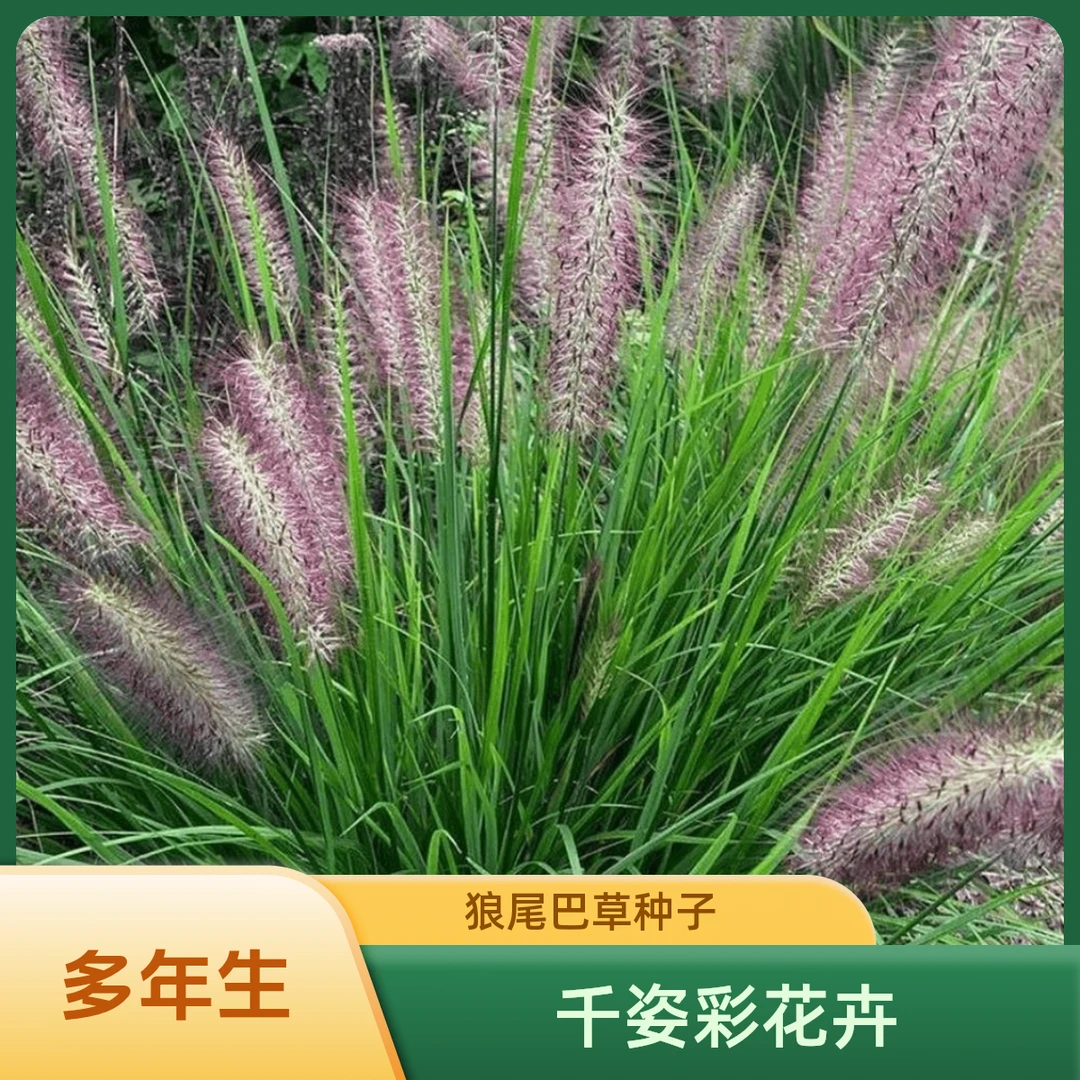 护坡观赏紫穗狼尾草种子狗尾巴草种子美观四季易种花卉芮草籽