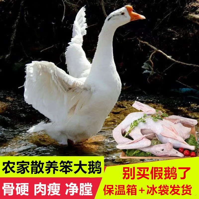 农村散养大鹅5-7斤 东北雪花鹅真大鹅