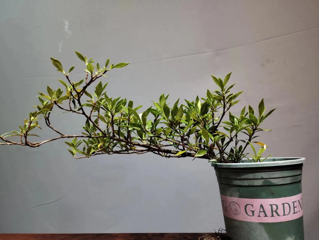 清誉栀子花一物一拍{以实物为准}  固定链接