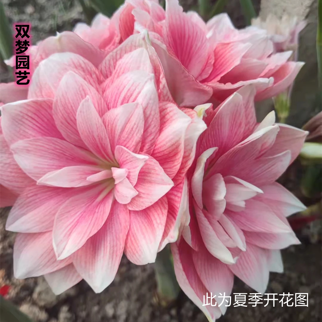 包邮  朱顶红【双梦】粉色重瓣花卉种球