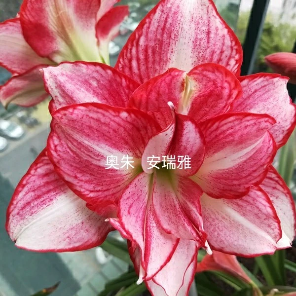 朱顶红  奥朱【安瑞雅】包邮  偏远除外