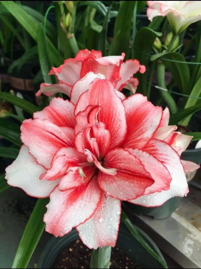 朱顶红【烟火】重瓣  包邮偏远除外