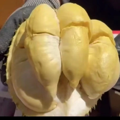 特级金枕榴莲  同城免费配送