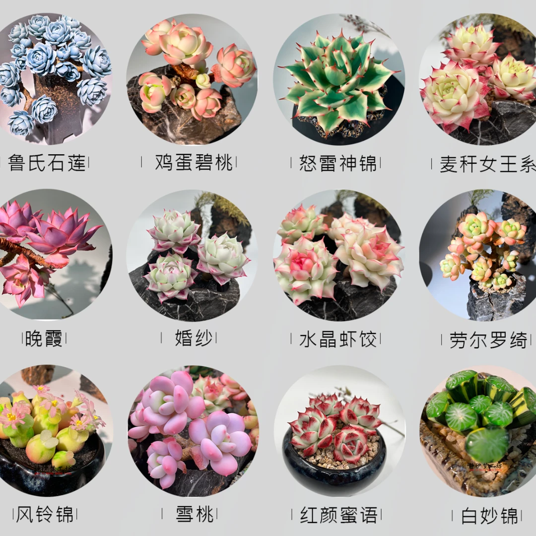 直播间一物一拍（粘土多肉）