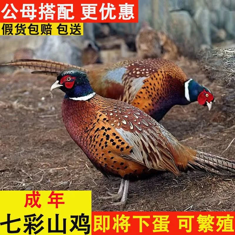 （1公2母 共3只）七彩山鸡 顺丰包邮包售后到家