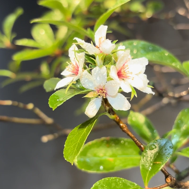 【一物一拍】孤芳域精品海岛春花盆栽石斑木办公茶桌书房盆景室内外