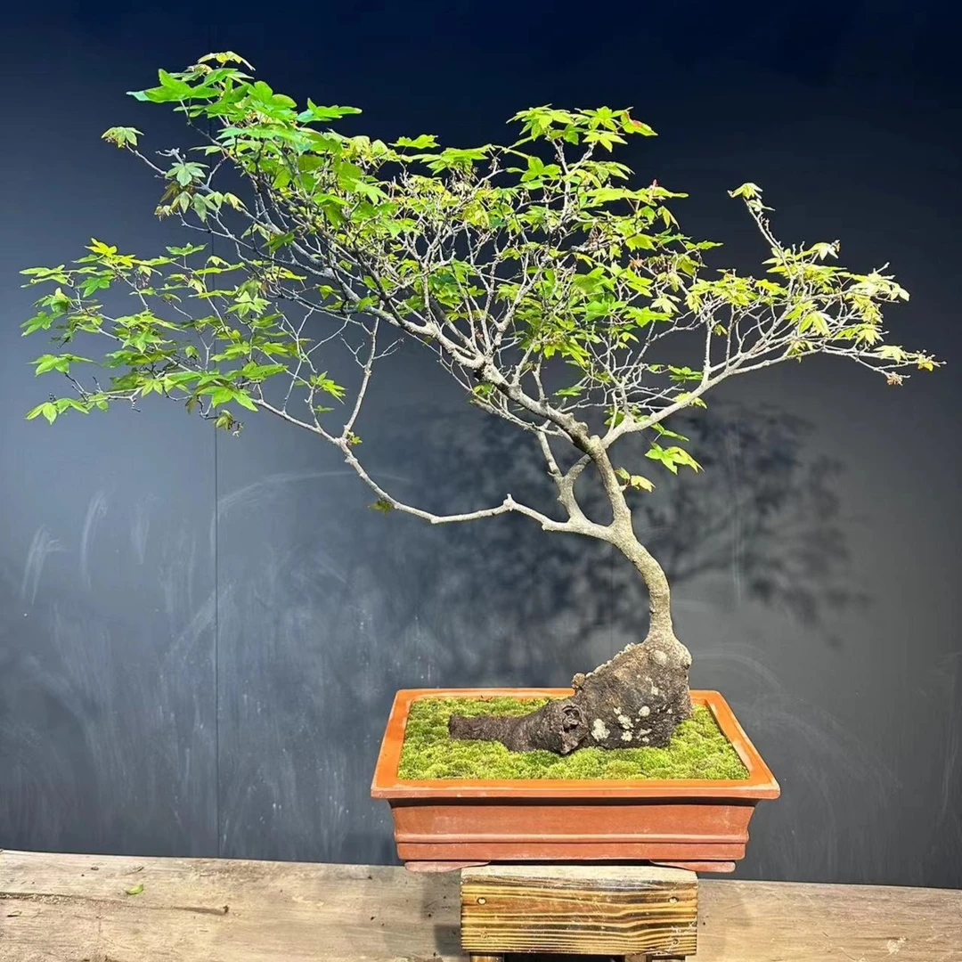孤芳域精品盆景海岛石枫坨坨桩老熟桩枫树红色