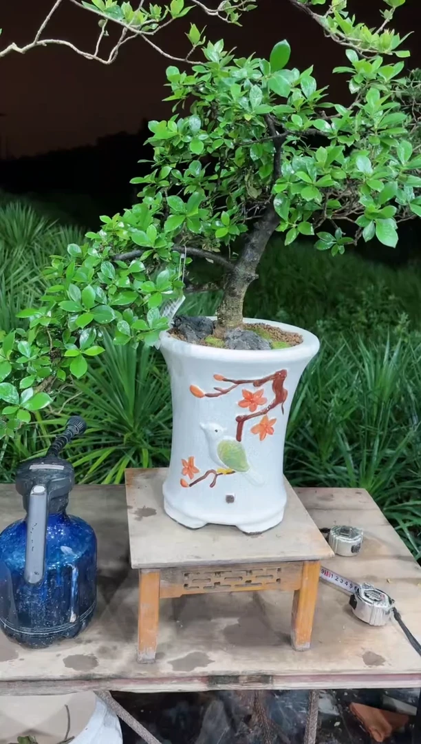 【闪购商品】盆景海岛栀子花