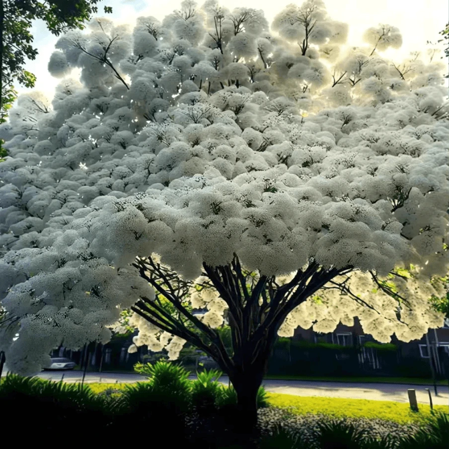 梦幻流苏树苗四月雪嫁接桂花油根子南方北方耐寒耐热庭院盆栽花卉