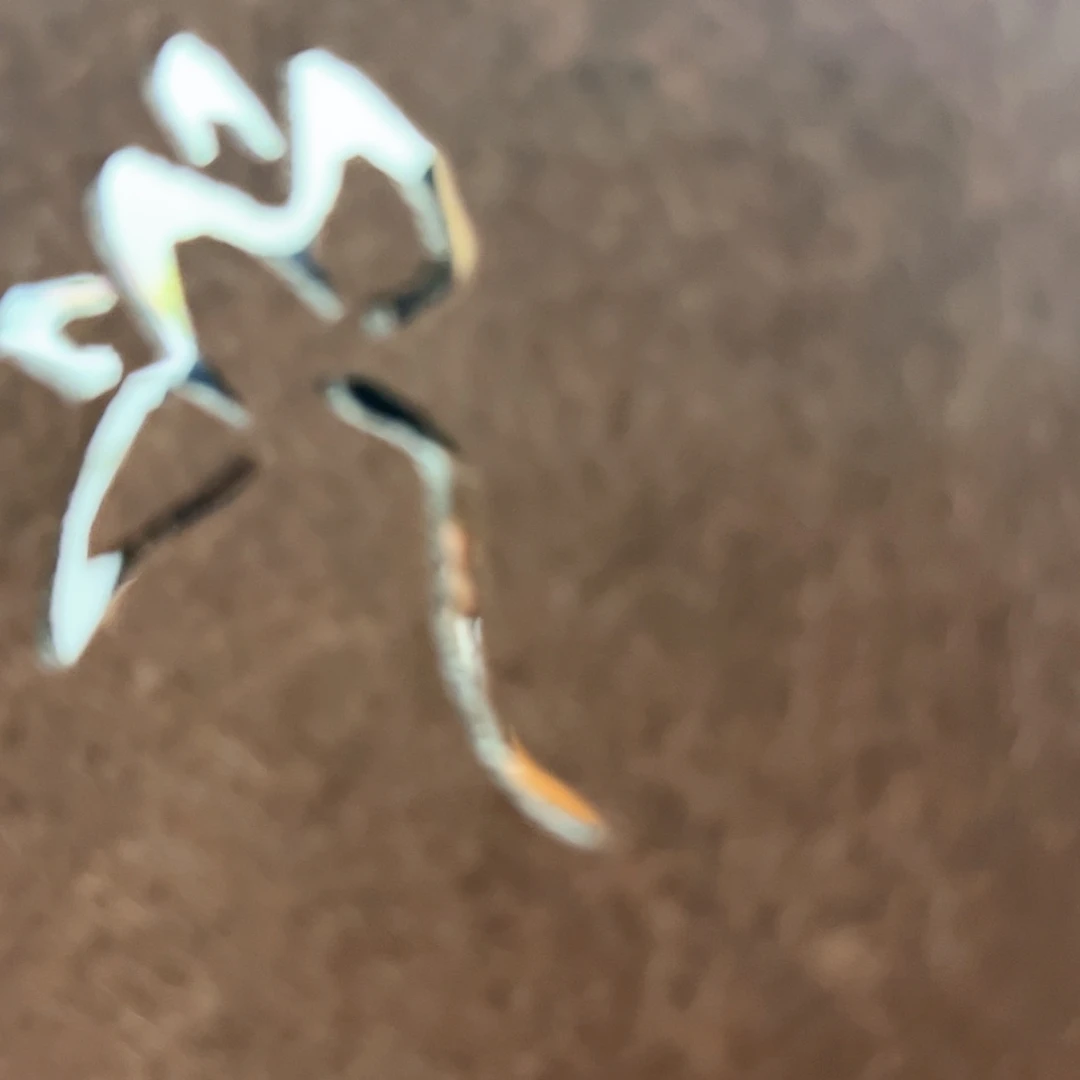 【闪购商品】福利价远shan