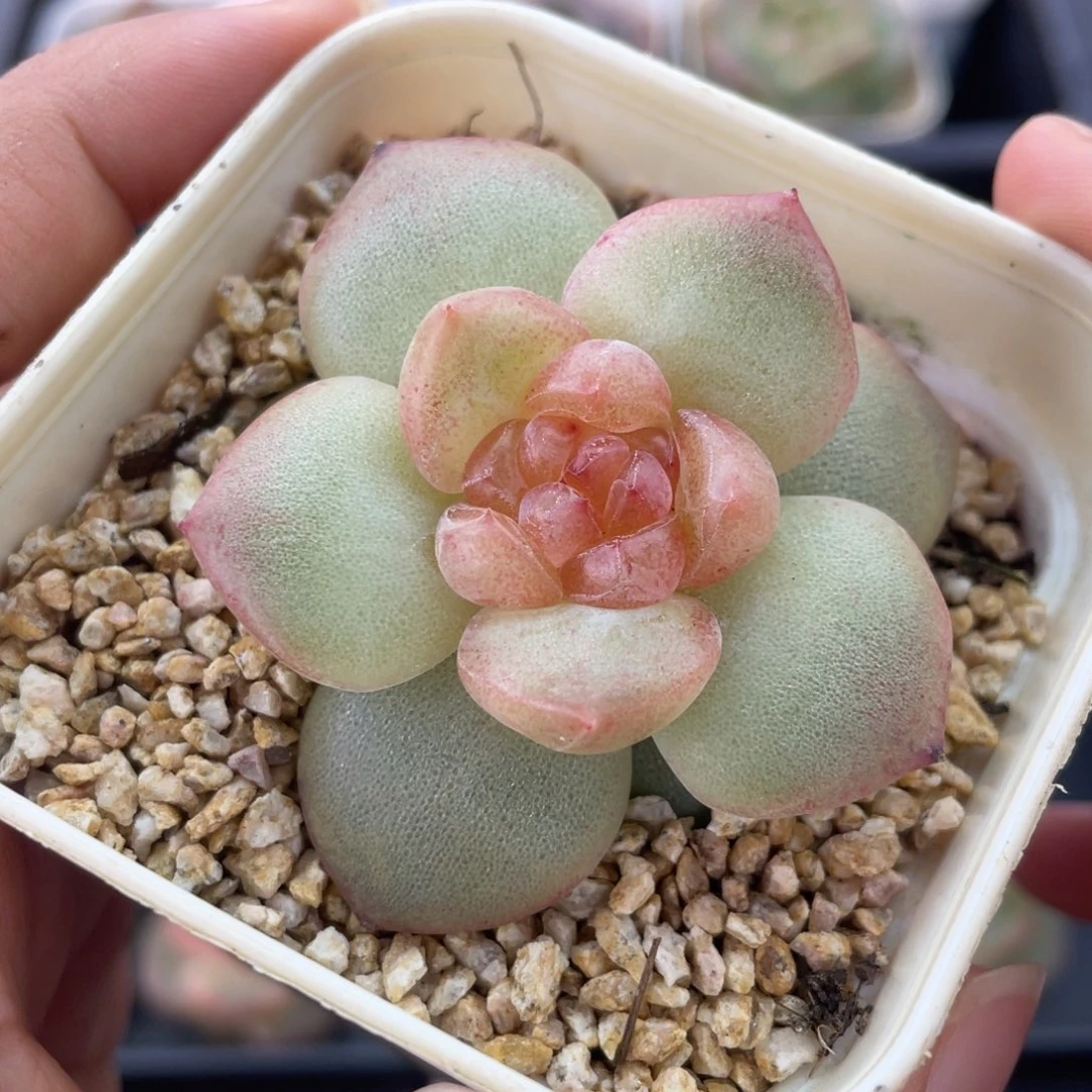 58包邮,特价福利珍妮4