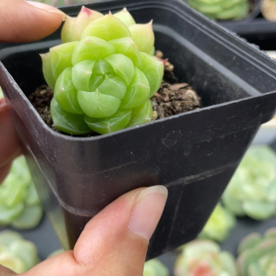 双头绿透麦秆双头7号