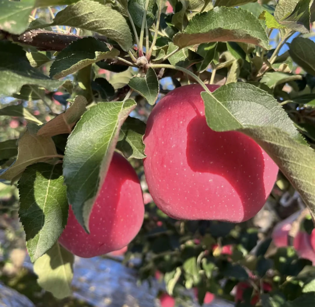 【秦安姑娘】甘肃秦安高山苹果