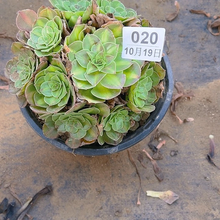 平**水10.19-20抹茶多肉植物1