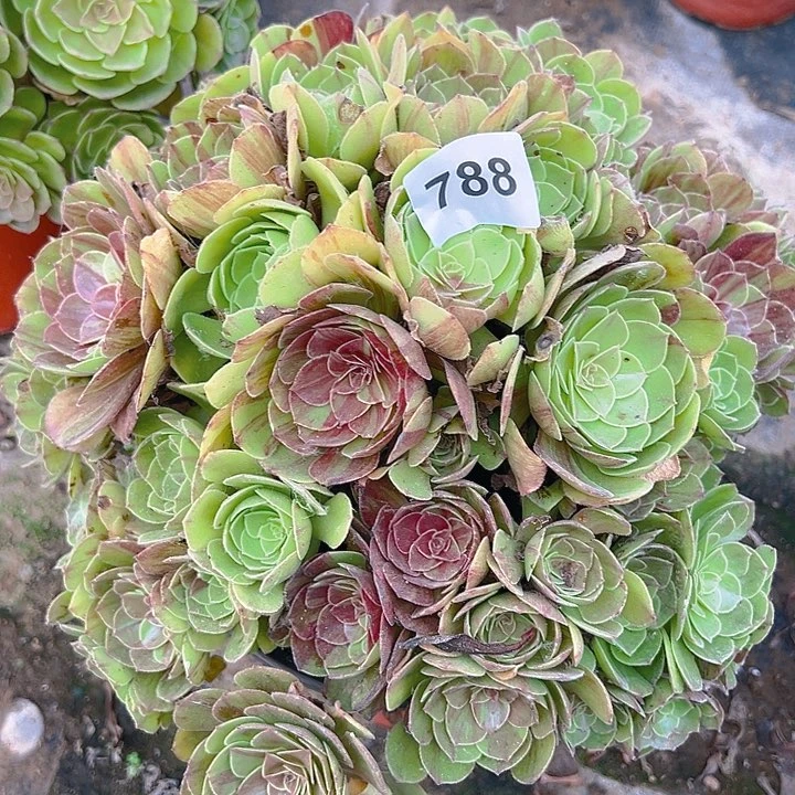 788花月夜多肉植物1