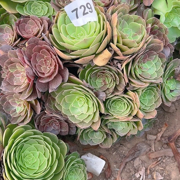 I****?729花月夜多肉植物5