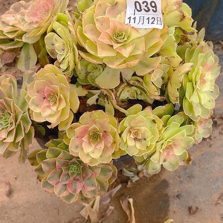 ༊****11.12-39雨荷多肉1