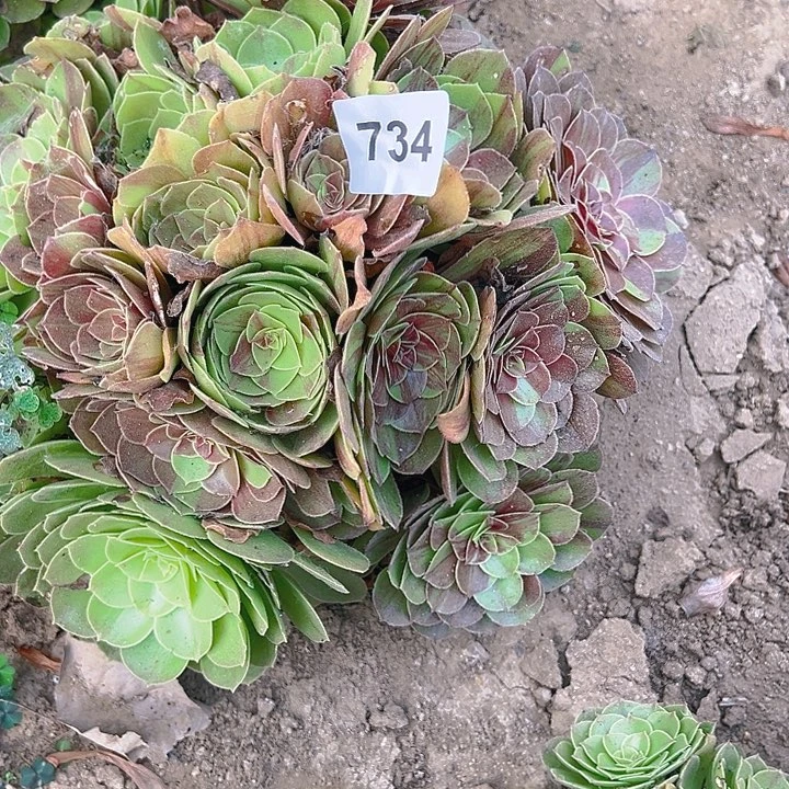 蛟**海734花月夜多肉植物5
