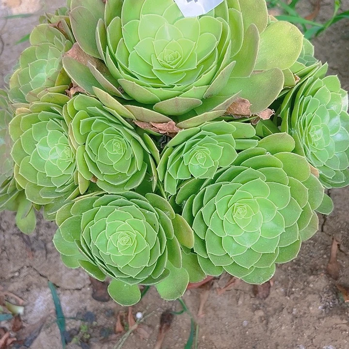 476万圣夜多肉植物1