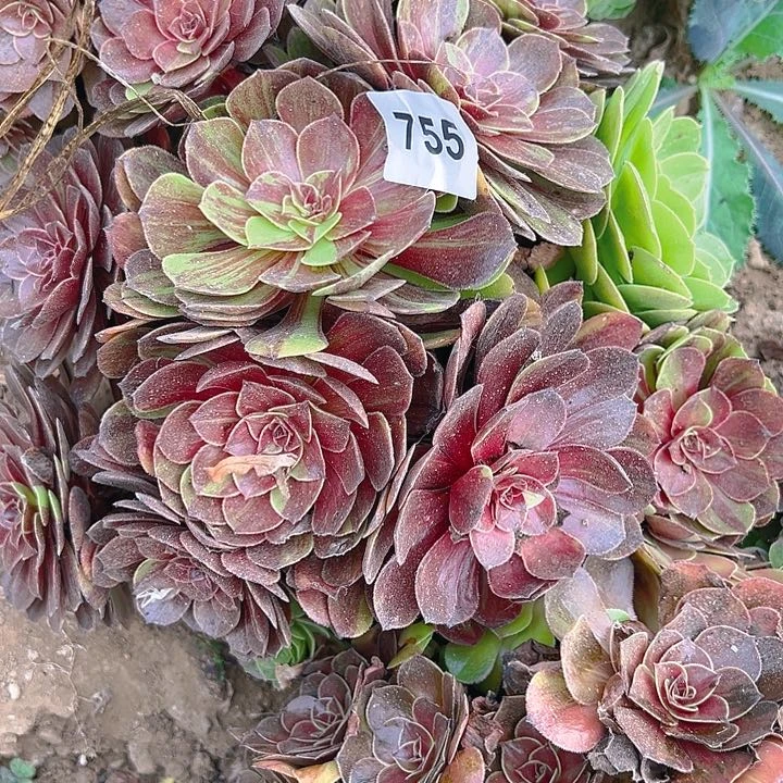 宁*二755花月夜多肉植物5