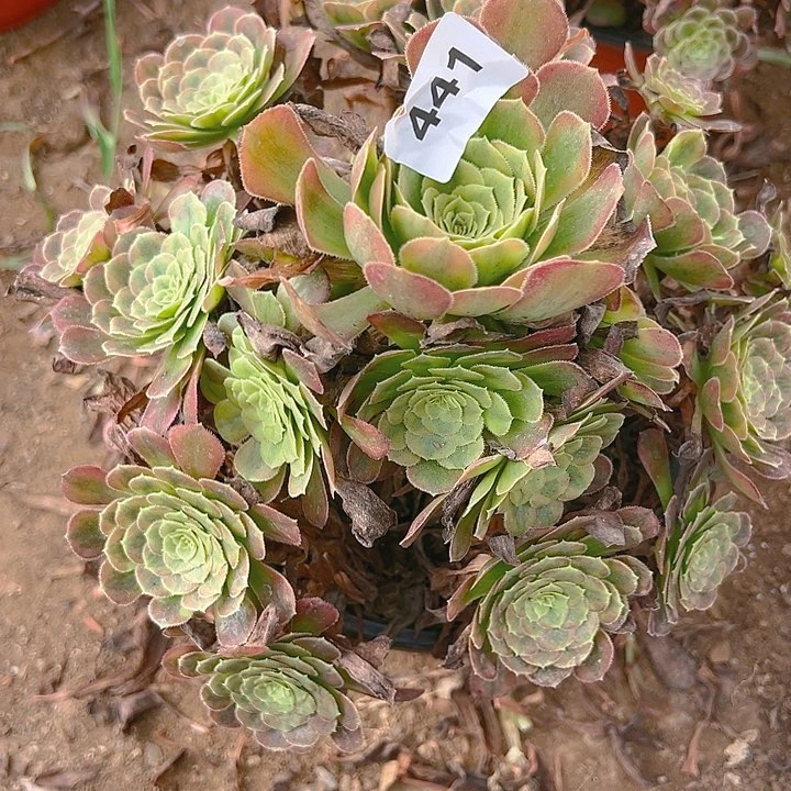 441舞天姬多肉植物1