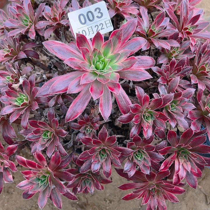 @*10.22-3孔雀锦多肉植物1