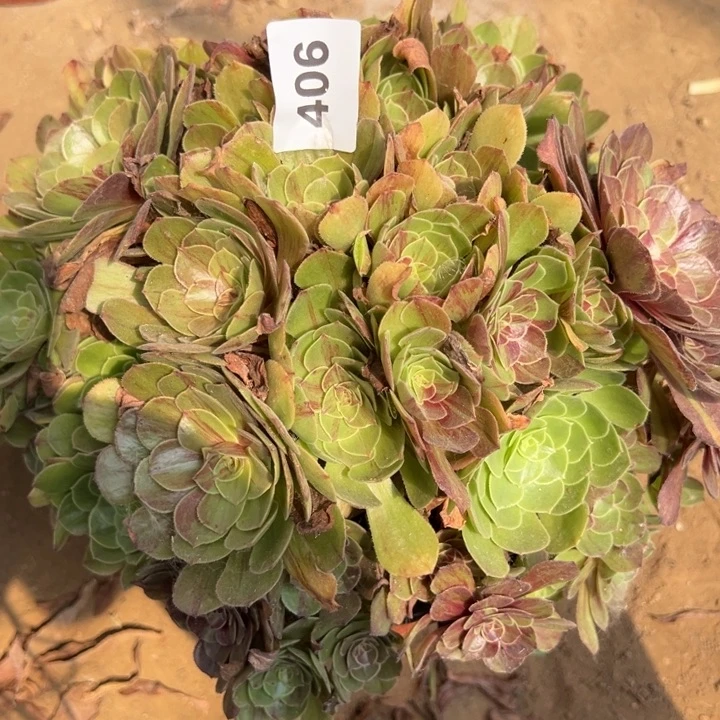 406花月夜多肉植物1