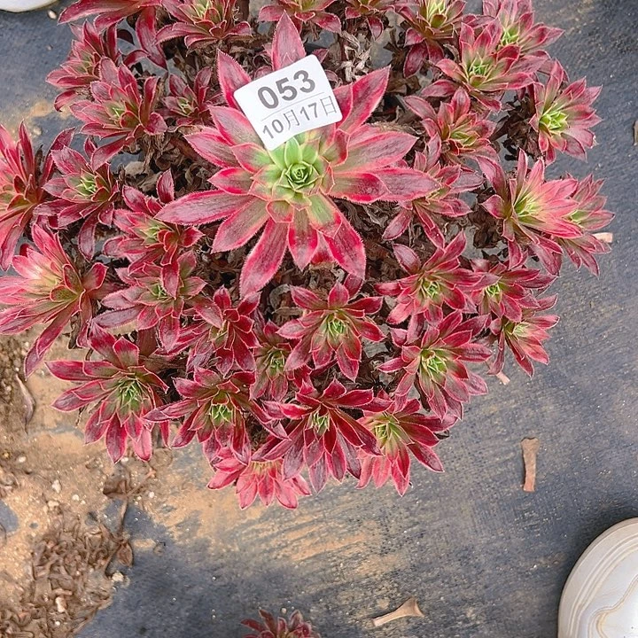 10.17-53孔雀锦多肉植物1