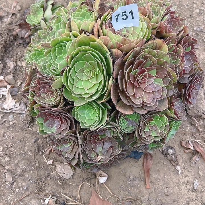 真**言751花月夜多肉植物5