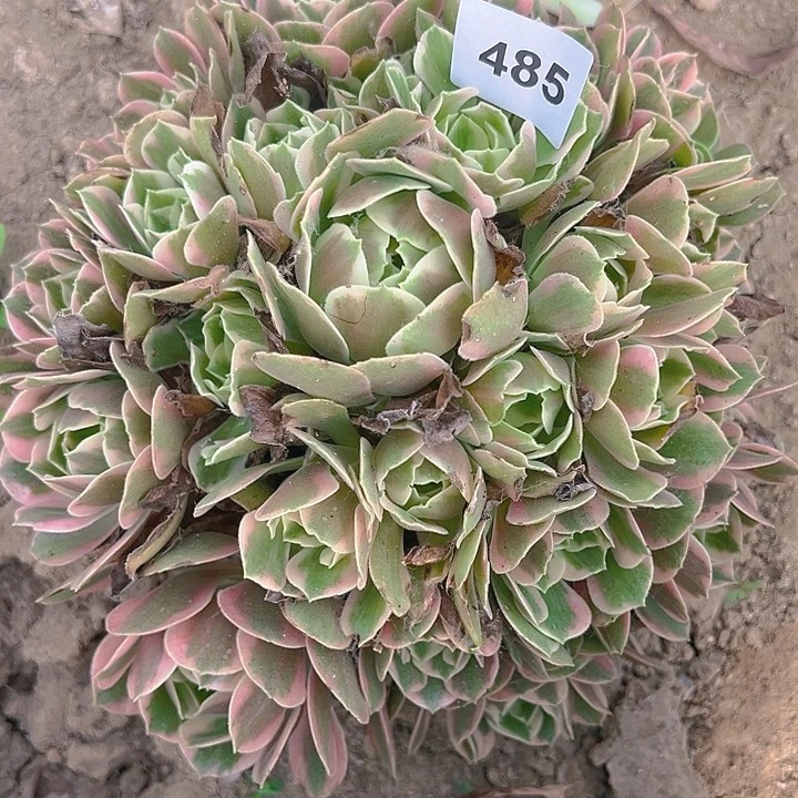 485粉女妖多肉植物3