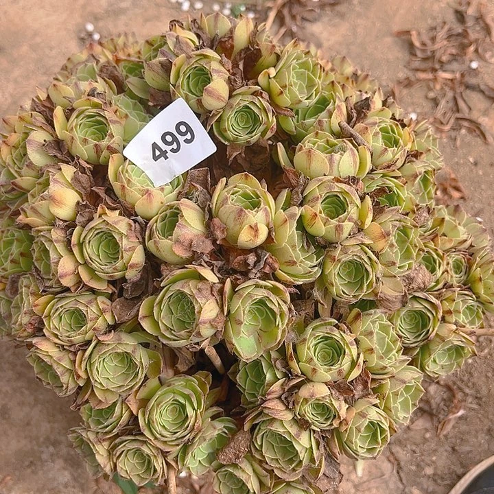 499万拉丝多肉植物1
