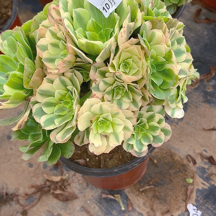 10.17-60七彩琉璃多肉植物1