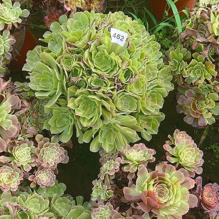 482女巫中班多肉植物1