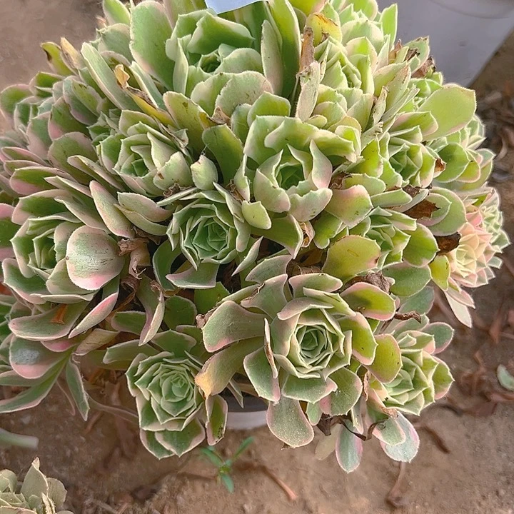 @***园423粉女妖多肉植物1