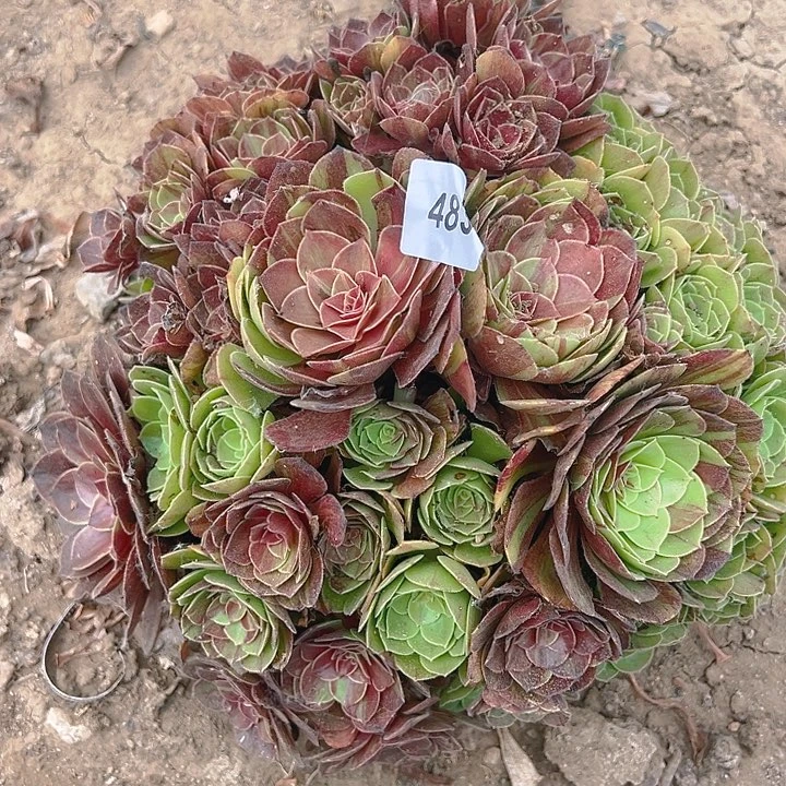 483花月夜多肉植物3