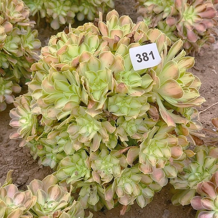 琴**8381韶华多肉植物3